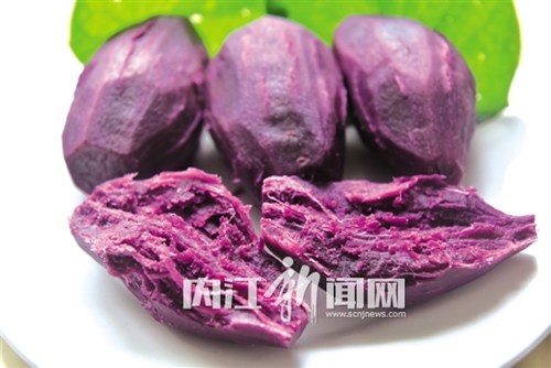 通过5年努力 内江市培育出“全新紫薯”(图1) 通过5年努力 内江市培育出“全新紫薯”(图1)