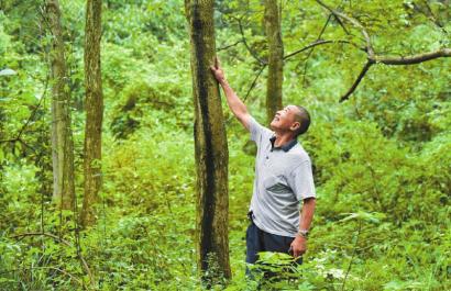 叙永天台山:六旬翁攀崖种树30年 荒山变绿林(图1) 叙永天台山:六旬翁攀崖种树30年 荒山变绿林(图1)