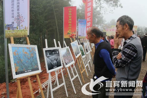 引领村民脱贫致富&nbsp;宜宾江安首届红岩柿子节开幕(图2)