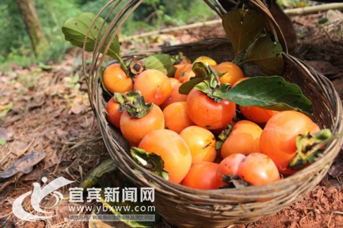 引领村民脱贫致富&nbsp;宜宾江安首届红岩柿子节开幕(图4)