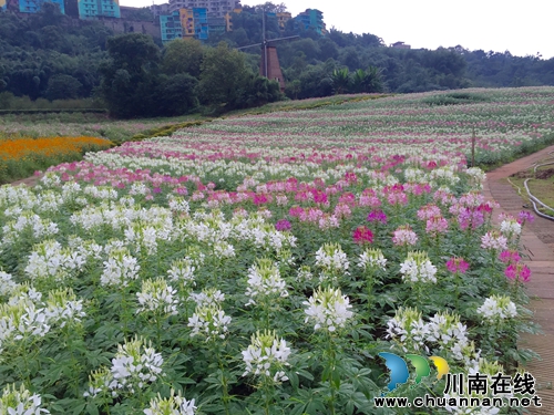 泸州花田酒地：繁花盛开&nbsp;喜迎国庆佳节(图4)
