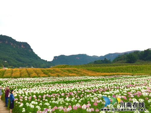 泸州花田酒地：繁花盛开&nbsp;喜迎国庆佳节(图2)