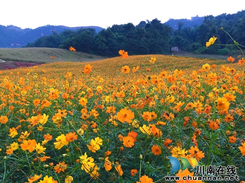 泸州花田酒地：繁花盛开&nbsp;喜迎国庆佳节(图1)