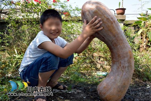 叙永农民种出“超级”大南瓜&nbsp;长约1米重达40斤(图2)