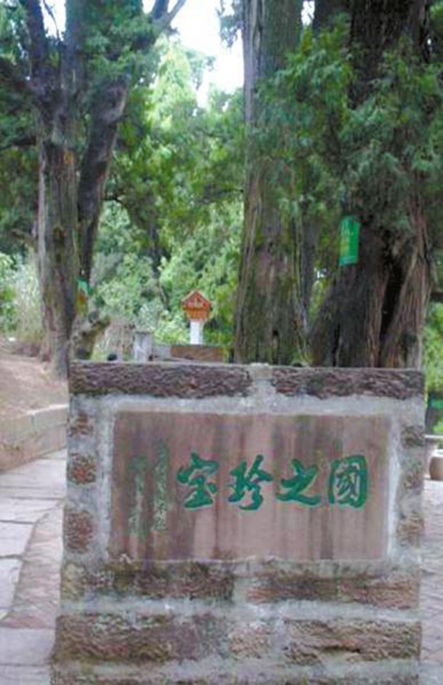 广元2300岁剑阁柏&nbsp;全球独此一树恐已“绝育”(图2)