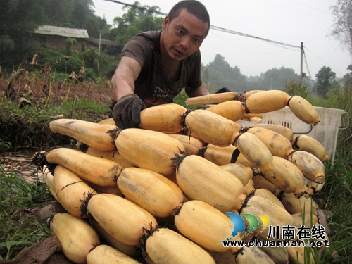 国庆长假带财运&nbsp;泸州纳溪莲藕大户多赚6000元(图1)