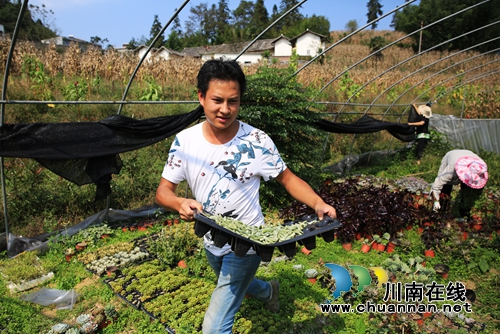 泸州叙永:电商快车牵手 山里苗木卖到港澳(图3) 泸州叙永:电商快车牵手 山里苗木卖到港澳(图3)