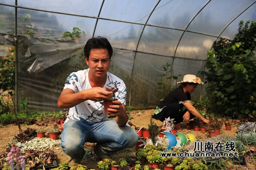 泸州叙永:电商快车牵手 山里苗木卖到港澳(图5) 泸州叙永:电商快车牵手 山里苗木卖到港澳(图5)