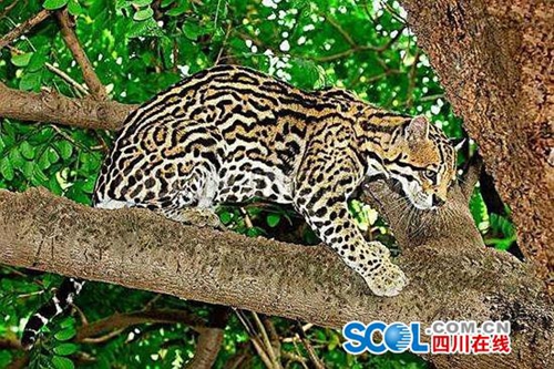 泸州叙永出现金钱豹?专家鉴定实为“豹猫”(图1) 泸州叙永出现金钱豹?专家鉴定实为“豹猫”(图1)