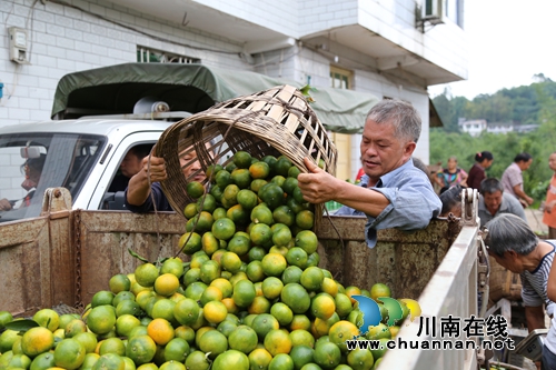 泸州纳溪:蜜桔丰收引发抢购采摘潮(图1) 泸州纳溪:蜜桔丰收引发抢购采摘潮(图1)