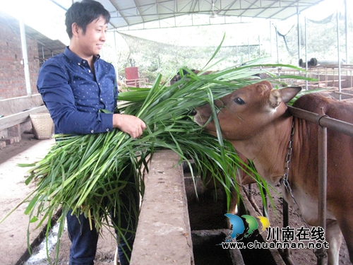 纳溪80后小伙种皇竹草养肉牛&nbsp;循环利用乐开怀(图1)