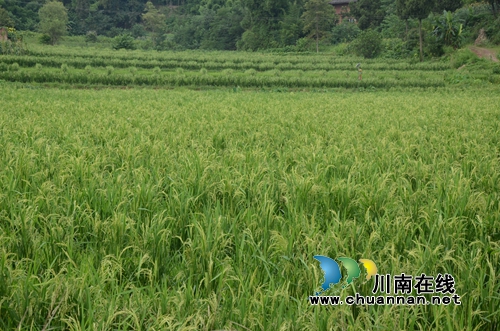 泸县太伏镇:脱贫攻坚绘蓝图 托起幸福小康梦(图1) 泸县太伏镇:脱贫攻坚绘蓝图 托起幸福小康梦(图1)