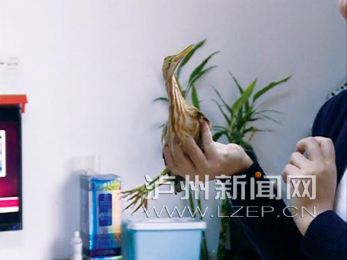 泸州市民发现罕见怪鸟 尖嘴小眼冷不丁还会咬人(图1) 泸州市民发现罕见怪鸟 尖嘴小眼冷不丁还会咬人(图1)