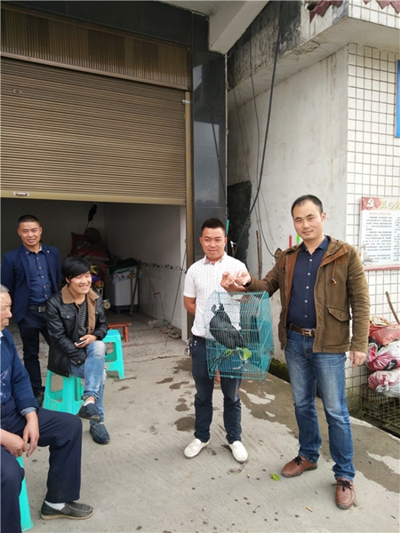 泸州村民发现通体乌黑怪“鸡” 见陌生人不逃跑(图1) 泸州村民发现通体乌黑怪“鸡” 见陌生人不逃跑(图1)