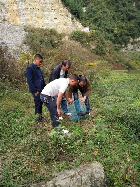 泸州村民发现通体乌黑怪“鸡” 见陌生人不逃跑(图2) 泸州村民发现通体乌黑怪“鸡” 见陌生人不逃跑(图2)