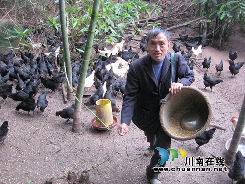 另类健身 纳溪退休老师返乡当“鸡司令”(图1) 另类健身 纳溪退休老师返乡当“鸡司令”(图1)