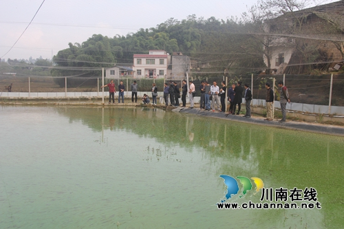 泸县毗卢镇产业发展流动现场会为各村把脉(图1)