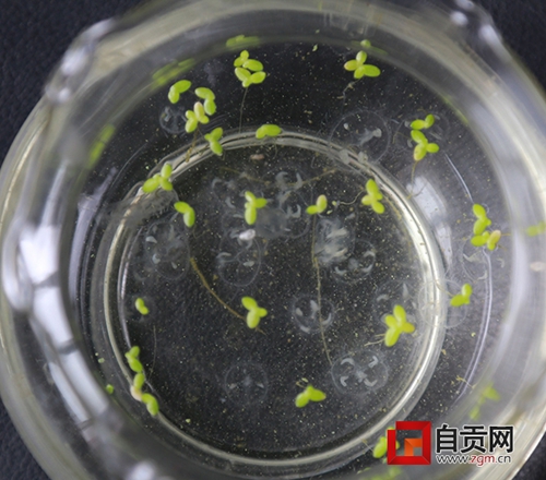 自贡彩灯公园发现疑似“水中熊猫”桃花水母(图1) 自贡彩灯公园发现疑似“水中熊猫”桃花水母(图1)