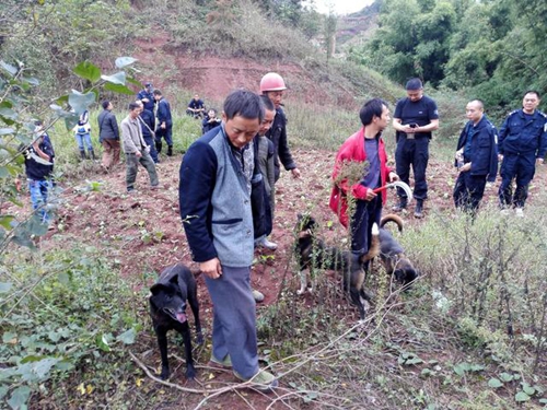 宜宾野猪伤人致死:当地组织搜捕队持枪进山(图1) 宜宾野猪伤人致死:当地组织搜捕队持枪进山(图1)