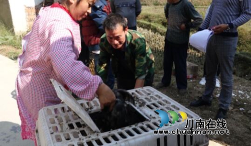 古蔺县国土资源局为鱼化乡风驰村送鸡苗扶贫助困(图2)
