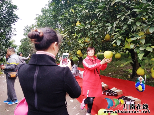 “柚”惑难挡!合江密溪真龙柚免费品鉴尝鲜(图13) “柚”惑难挡!合江密溪真龙柚免费品鉴尝鲜(图13)