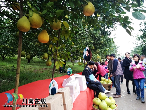 “柚”惑难挡!合江密溪真龙柚免费品鉴尝鲜(图14) “柚”惑难挡!合江密溪真龙柚免费品鉴尝鲜(图14)