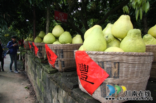 “柚”惑难挡!合江密溪真龙柚免费品鉴尝鲜(图2) “柚”惑难挡!合江密溪真龙柚免费品鉴尝鲜(图2)