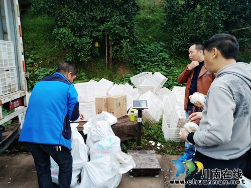 “柚”惑难挡!合江密溪真龙柚免费品鉴尝鲜(图15) “柚”惑难挡!合江密溪真龙柚免费品鉴尝鲜(图15)