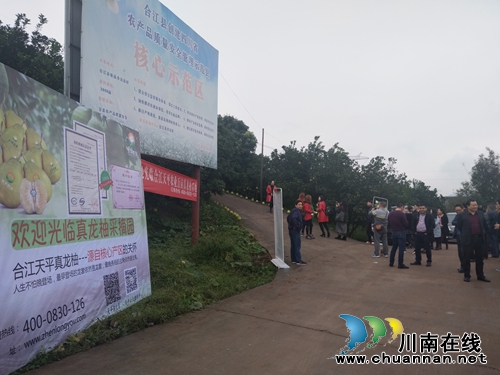 “柚”惑难挡!合江密溪真龙柚免费品鉴尝鲜(图17) “柚”惑难挡!合江密溪真龙柚免费品鉴尝鲜(图17)