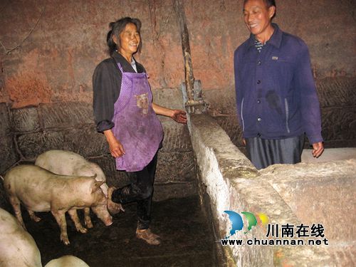 身板硬朗&nbsp;纳溪六旬夫妇成“养猪状元”(图1)