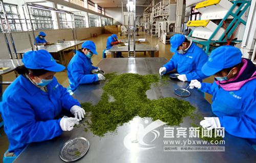 宜宾茶生产技术9项“地标”通过专家评审(图2) 宜宾茶生产技术9项“地标”通过专家评审(图2)