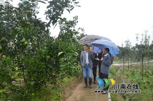 泸县副县长杜作文调研太伏镇农产业现代化发展(图1) 泸县副县长杜作文调研太伏镇农产业现代化发展(图1)