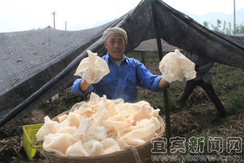 宜宾：长宁竹荪获批国家地理标志保护产品(图1)