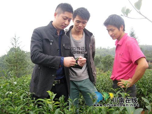 泸州纳溪：加强茶园冬管保来年增收(图1)