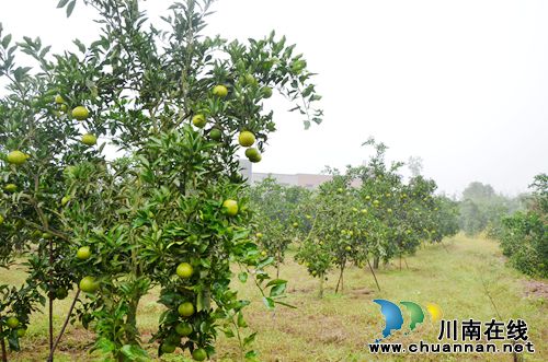太伏镇:专合社发展柑橘产业 带动村民增收致富(图1) 太伏镇:专合社发展柑橘产业 带动村民增收致富(图1)