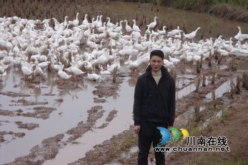 泸县太伏：90后青年返乡创业打造大白鹅基地(图1)
