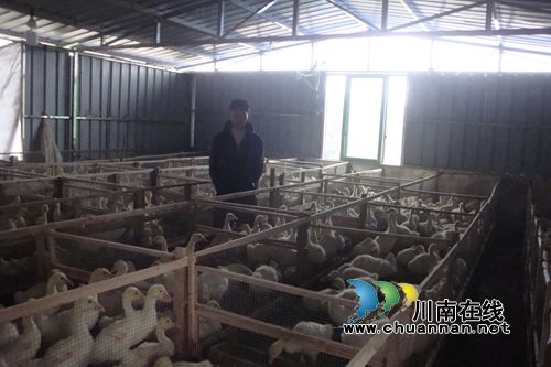 泸县太伏：90后青年返乡创业打造大白鹅基地(图2)