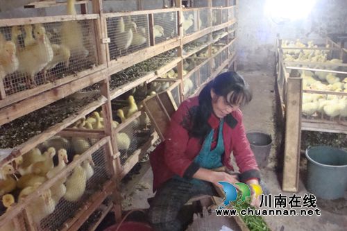 泸县太伏：90后青年返乡创业打造大白鹅基地(图3)