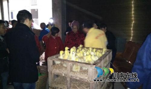 宜宾南溪区经济商务局“扶贫鹅苗”送进村(图2)