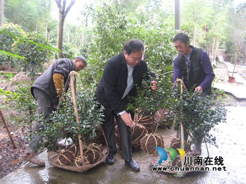 泸州：肢残理事长带花木社员转型趟出增收新路(图2)