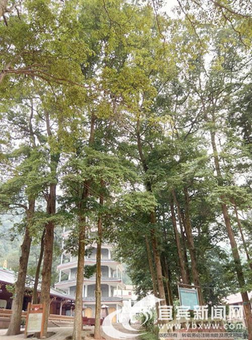 宜宾长宁:打造百亿元珍稀树种产业助生态发展(图1) 宜宾长宁:打造百亿元珍稀树种产业助生态发展(图1)
