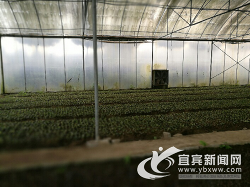 宜宾长宁:打造百亿元珍稀树种产业助生态发展(图2) 宜宾长宁:打造百亿元珍稀树种产业助生态发展(图2)