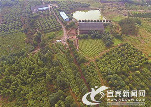 宜宾长宁:打造百亿元珍稀树种产业助生态发展(图3) 宜宾长宁:打造百亿元珍稀树种产业助生态发展(图3)