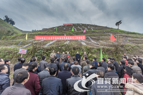 宜宾长宁:打造百亿元珍稀树种产业助生态发展(图5) 宜宾长宁:打造百亿元珍稀树种产业助生态发展(图5)
