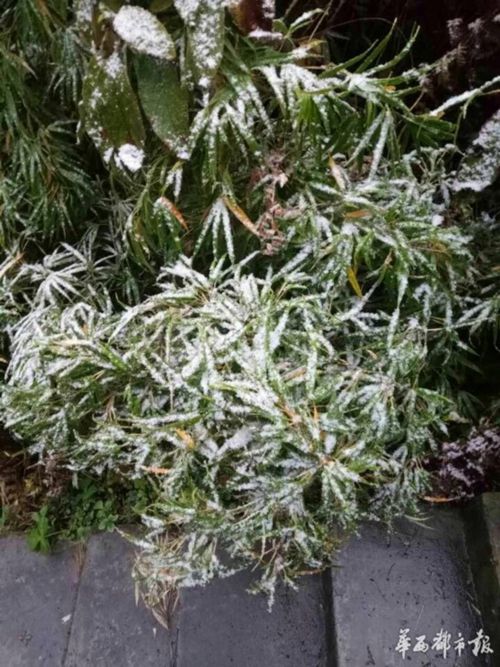 银装素裹!泸州叙永迎来今年首场降雪(图2) 银装素裹!泸州叙永迎来今年首场降雪(图2)