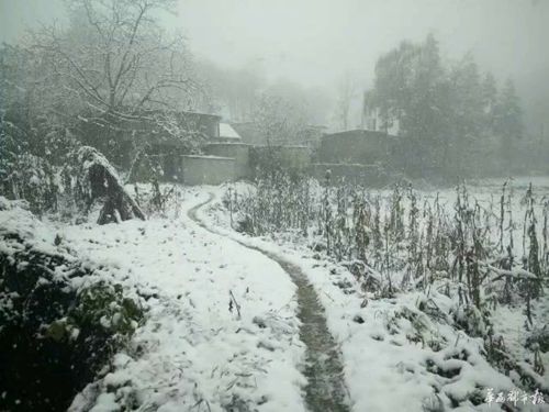 银装素裹!泸州叙永迎来今年首场降雪(图1) 银装素裹!泸州叙永迎来今年首场降雪(图1)