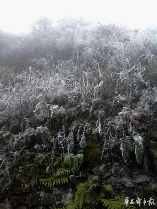 银装素裹!泸州叙永迎来今年首场降雪(图3) 银装素裹!泸州叙永迎来今年首场降雪(图3)