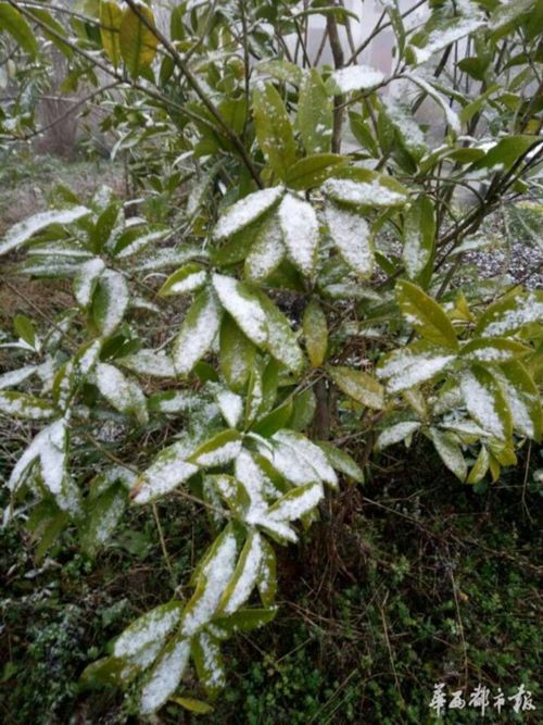 银装素裹!泸州叙永迎来今年首场降雪(图4) 银装素裹!泸州叙永迎来今年首场降雪(图4)
