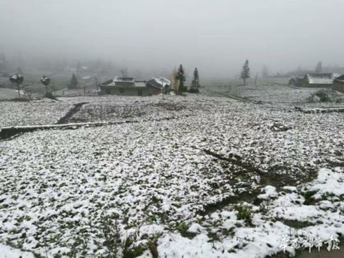 银装素裹!泸州叙永迎来今年首场降雪(图6) 银装素裹!泸州叙永迎来今年首场降雪(图6)