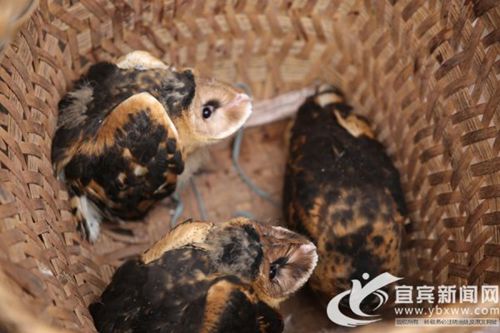宜宾兴文3只猴面鹰“离家”&nbsp;森林公安放生归巢(图1)